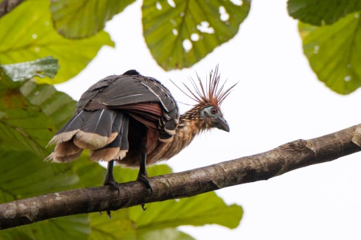 Hoatzin near Laguna Paikawe